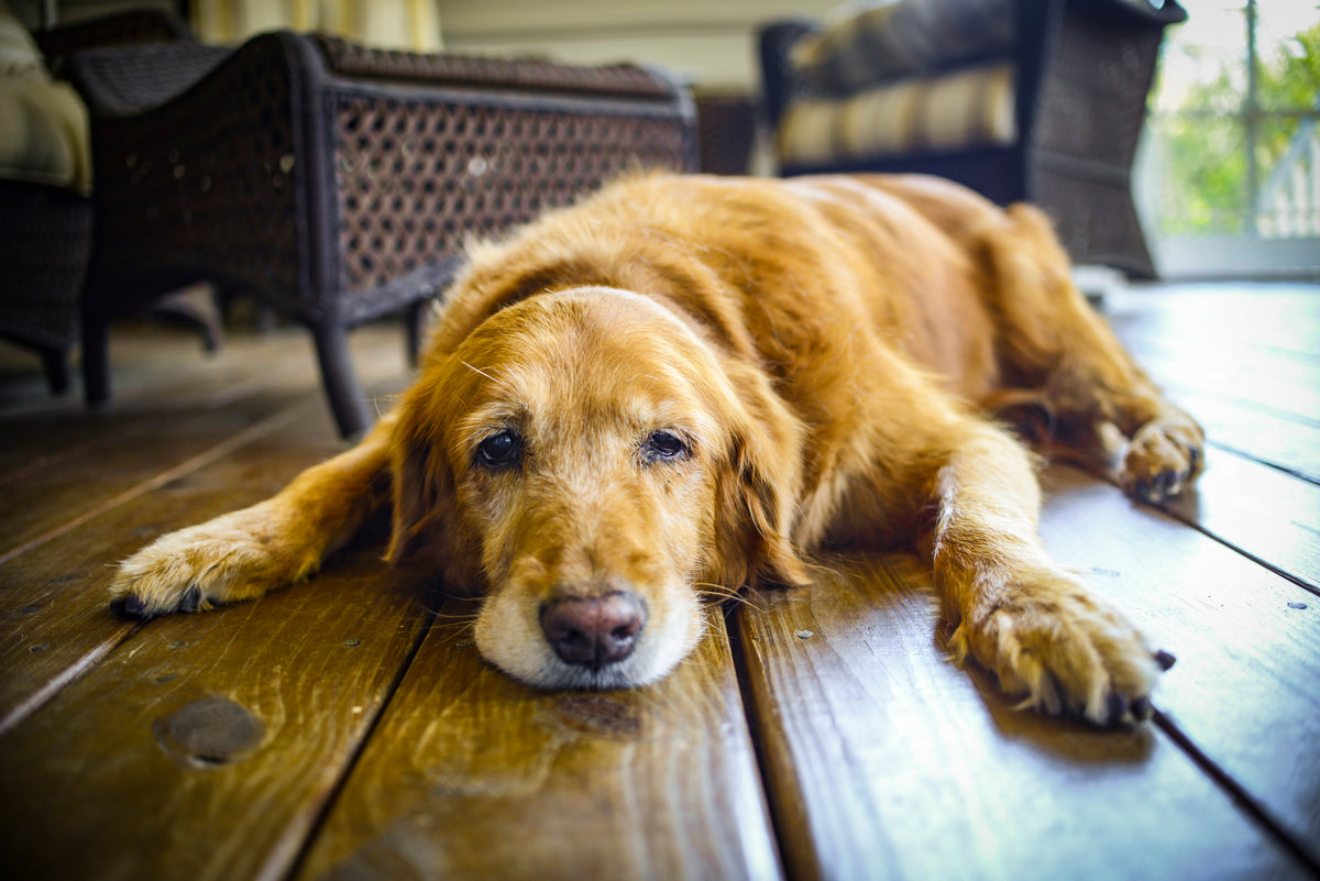 Golden retriever lying on a wooden floor with outdoor furniture in the background