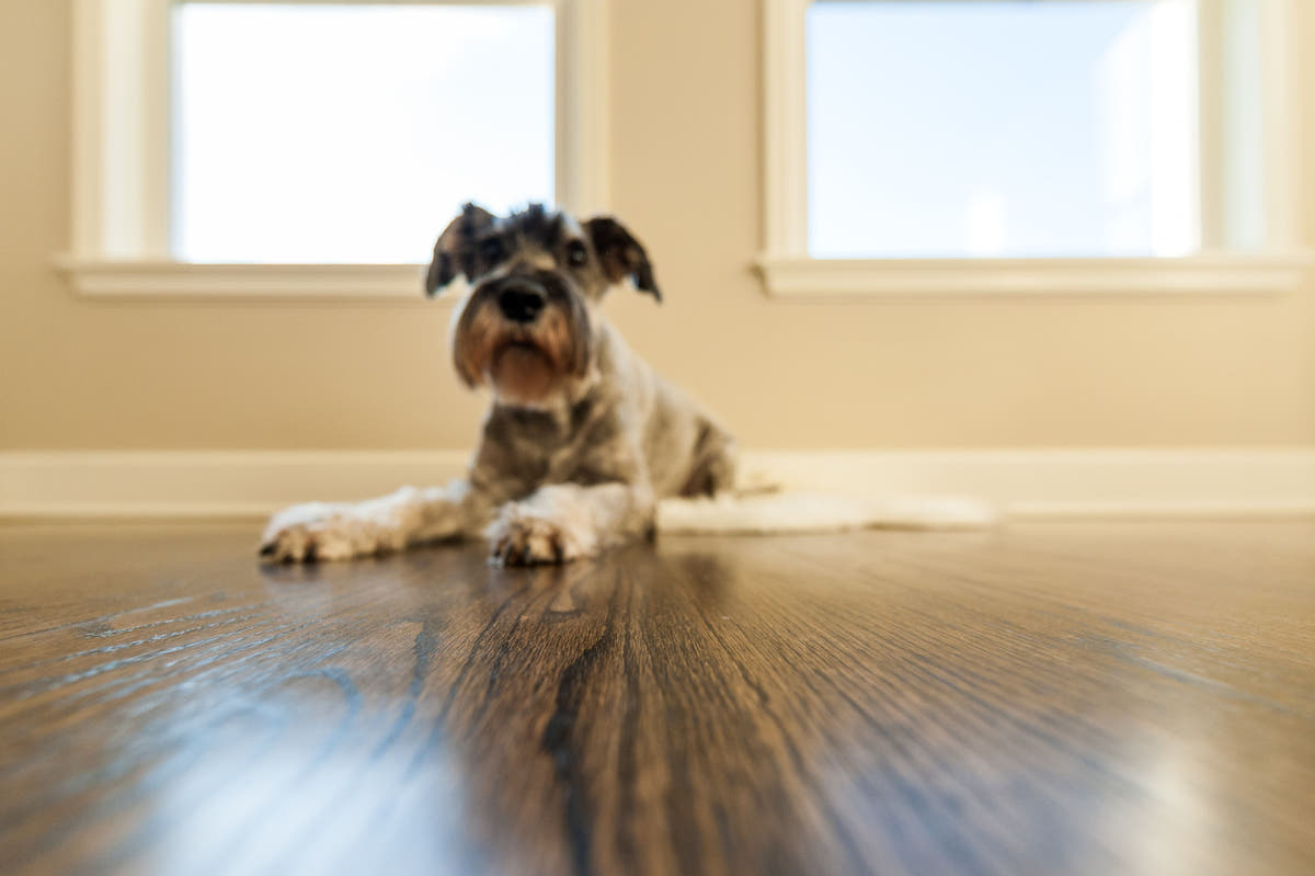 terrier dog relaxes on pet proof flooring by the window